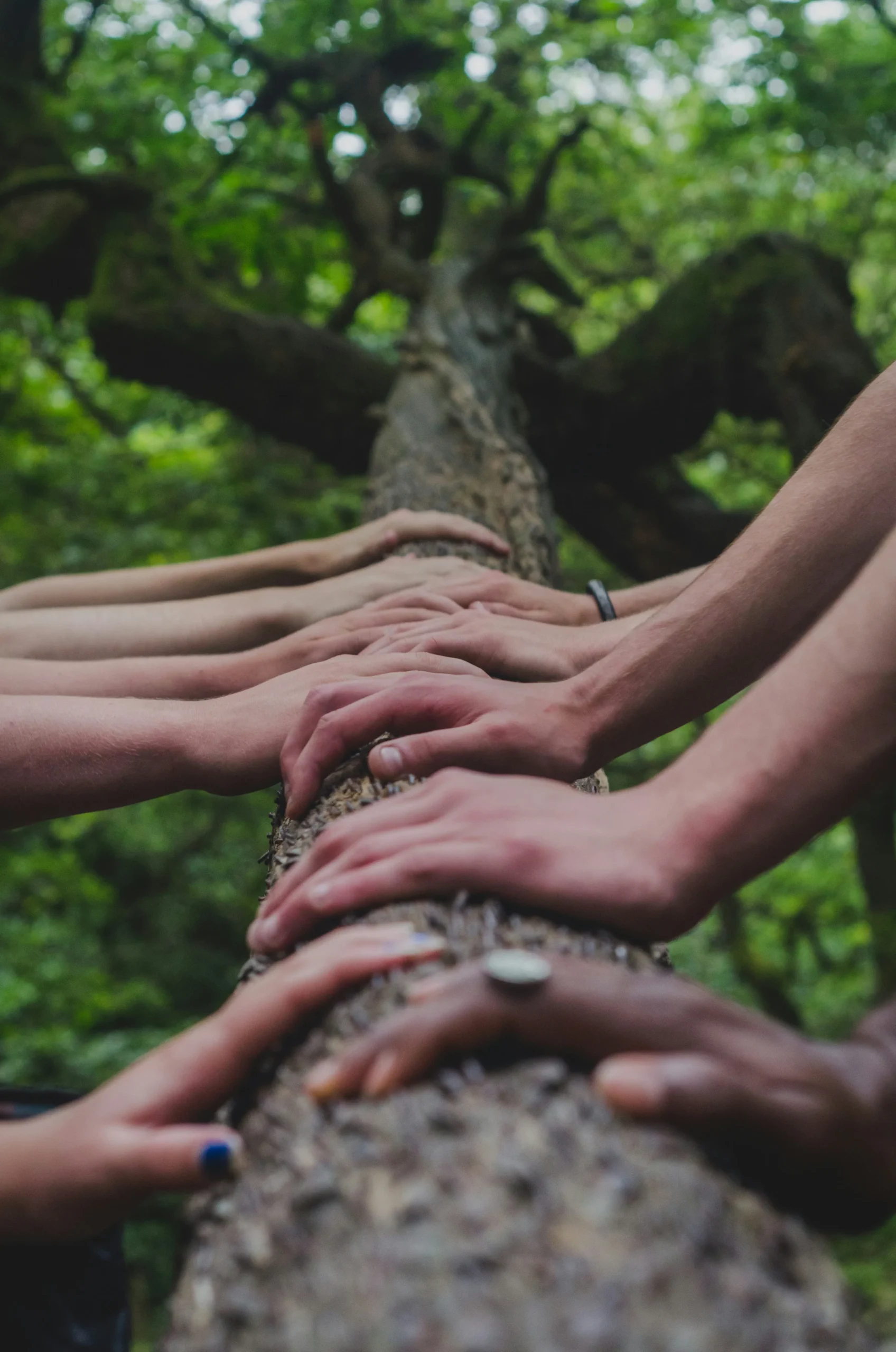 a group of hands on a tree showing unity.